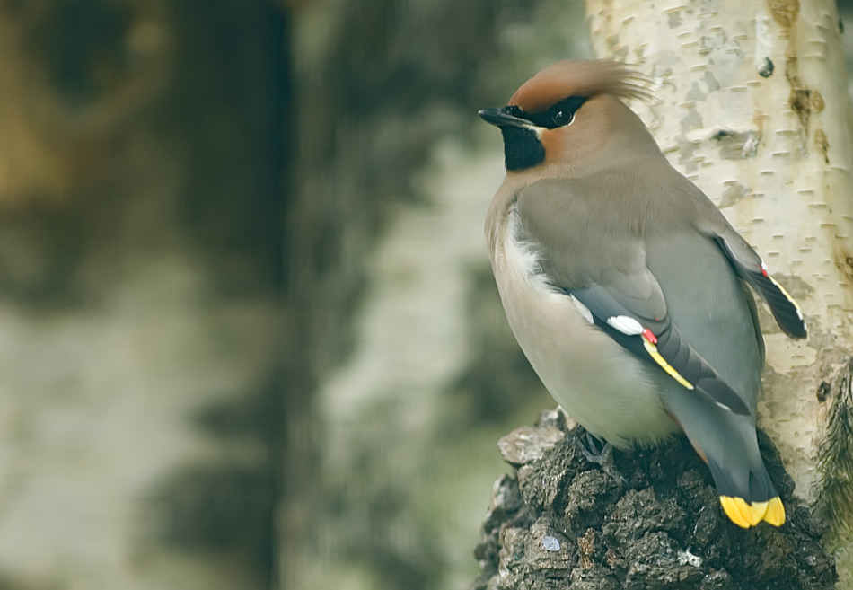 Ein etwas aufgepulsterter Seidenschwanz
Schlüsselwörter: Seidenschwanz, Vogelpark Walsrode