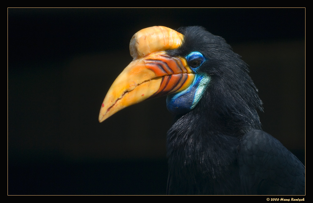 Portrait eines Hornvogel
Schlüsselwörter: Hornvogel, Vogelpark Walsrode