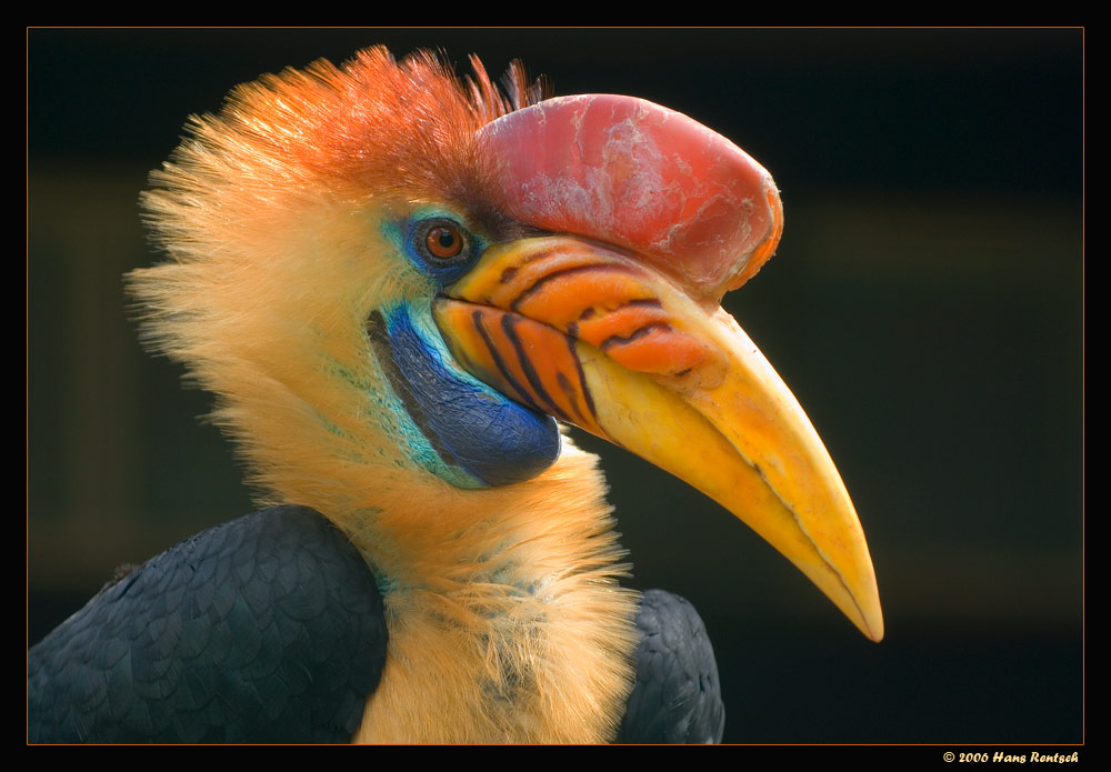Sulawesi Hornvogel
Schlüsselwörter: Sulawesi Hornvogel, Vogelpark Walsrode