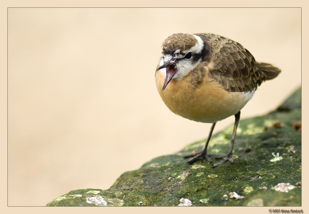 Hirtenregenpfeifer
Schlüsselwörter: Hirtenregenpfeifer, Berliner Zoo
