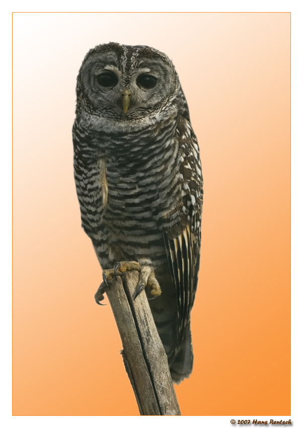 Rotfusskauz
Diese mittelgrosse Eule bewohnt dichte, feuchte Wälder S-Amerikas von Zentral-Chile bis Feuerland. Legt 2-3 weisse Eier in Baumhöhlen, seltener in Greifvogelhorste oder am Boden. Über Biologie wenig bekannt. Jagt Kleinsäuger, Reptilien, Amphibien und Wirbellose.
Schlüsselwörter: Rotfusskauz, Eule