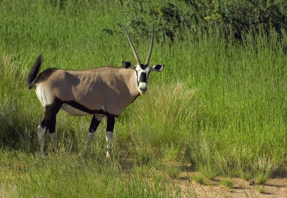 Ein Oryx in der Abendsonne
Die Oryx traf man sehr viel an. Häufig war auch ein einzelnes Tier unterwegs
Schlüsselwörter: Oryx, Namibia