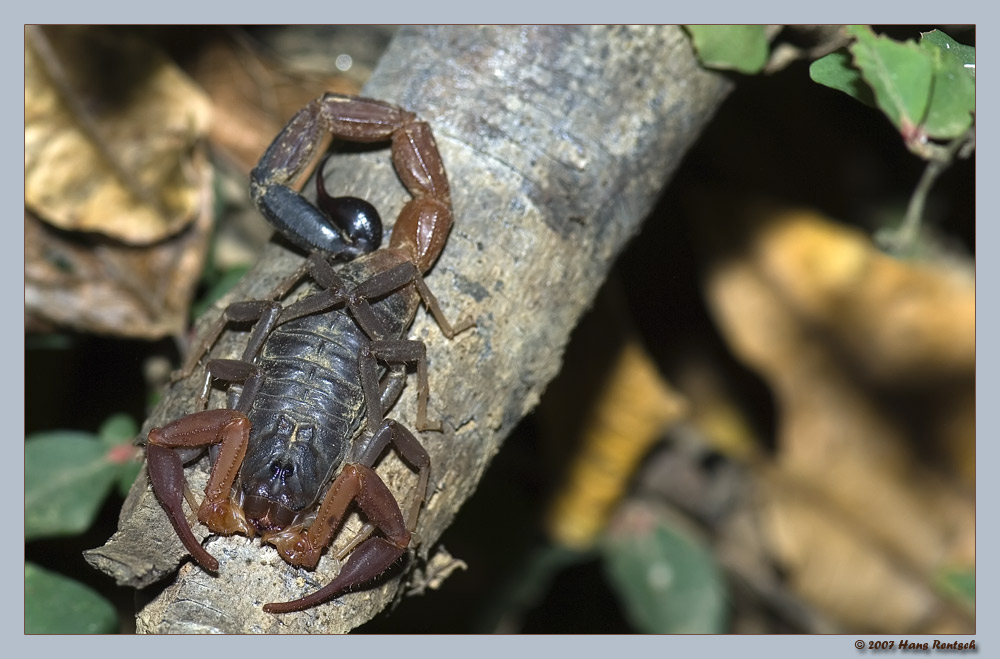 Skorpion
Auf dem ersten Nachttrip im Nationalpark Ankarana Madagaskar haben wir diesen Skorpion endeckt.
Schlüsselwörter: Skorpion, Ankarana, Madagaskar