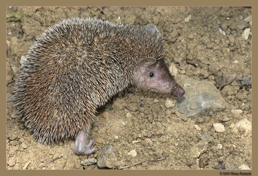 Junger Igeltanrek
Der Igeltanrek stammt aus Madagaskar und bevölkert dort als nachtaktiver Jäger die Wälder. Trotz seiner Ähnlichkeit zu unserem heimischen Igel gehört er nicht zu dessen Familie. Er stammt ursprünglich von den Borstenigeln ab. 
Schlüsselwörter: Madagaskar, Igel, Igeltanrek