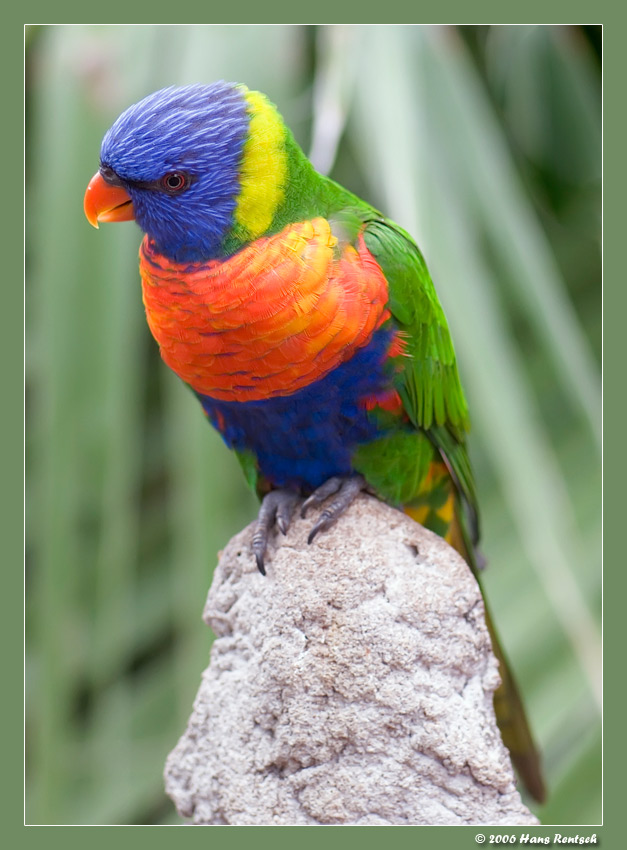 zutraulicher Lori
Schlüsselwörter: Lori