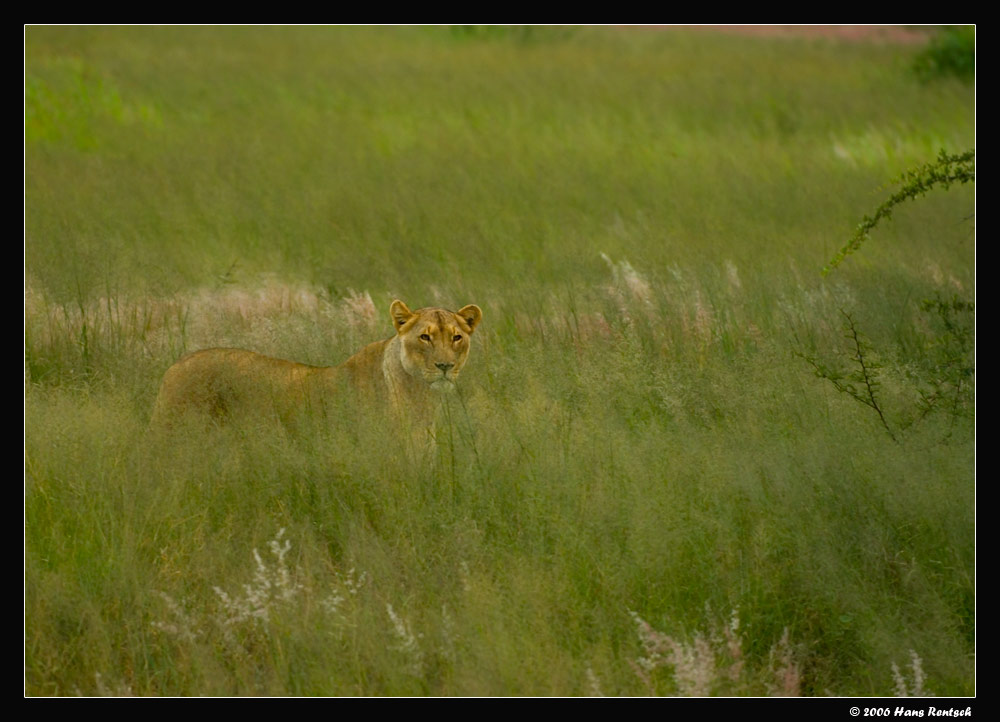 Im dichten Gras
Die Löwin war erst erkennbar als sie relativ nahe war. 
Schlüsselwörter: Löwen Namibia
