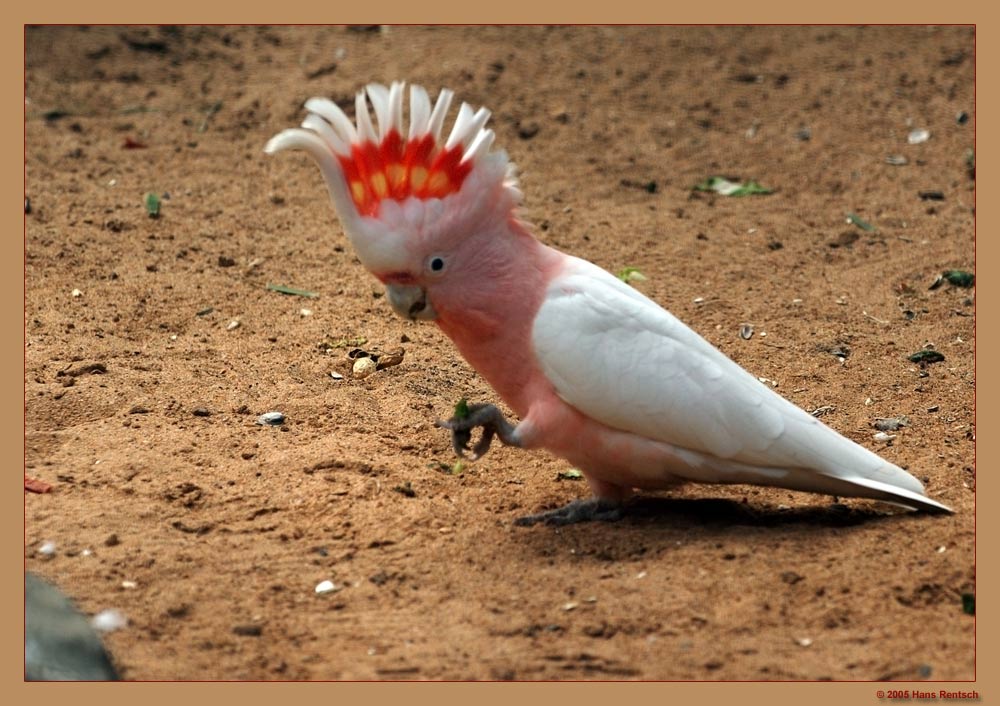 Inka Kakadu in Aufregung
Aufnahme aus dem Palmitos Park in Cran Canaria
