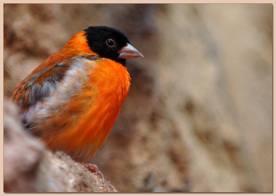 Kapuzenzeisig
Kapuzenzeisig in prächtigem Gefieder
Schlüsselwörter: Kapuzenzeisig