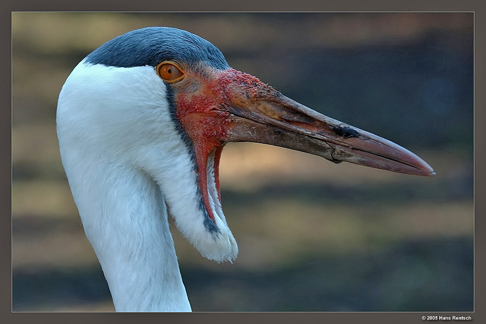 Klunkerkranich
Dieser stattliche Kranich mit rotem Gesicht und den grotesken, weiss befiederten Klunkern an den Backen übertrifft an Grösse alle seine afrikanischen Verwanden. 
Schlüsselwörter: Klunkerkranich