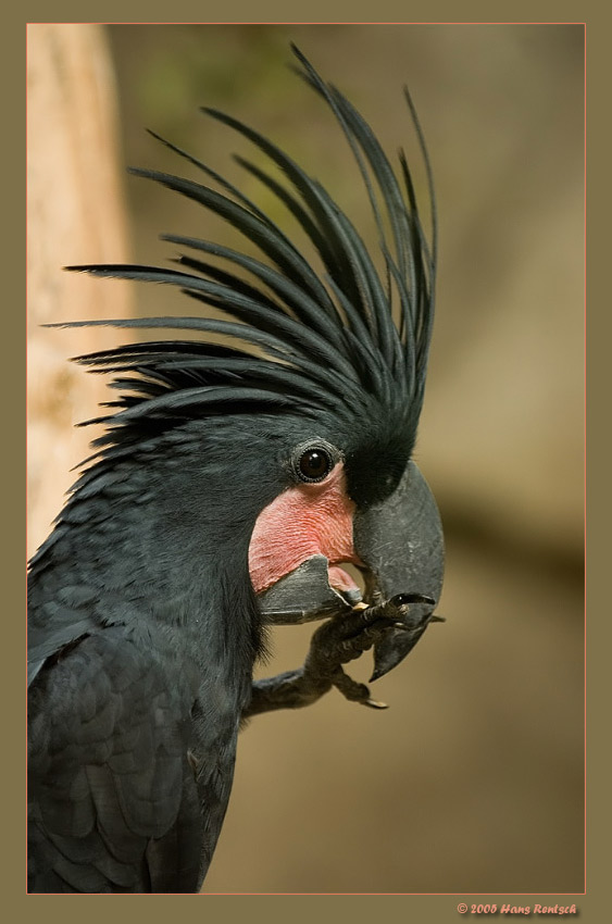 Palmkakadu
Der Palmkakadu hat sich richtig schön gezeigt
Schlüsselwörter: Palmkakadu;Kakadu;Papageien