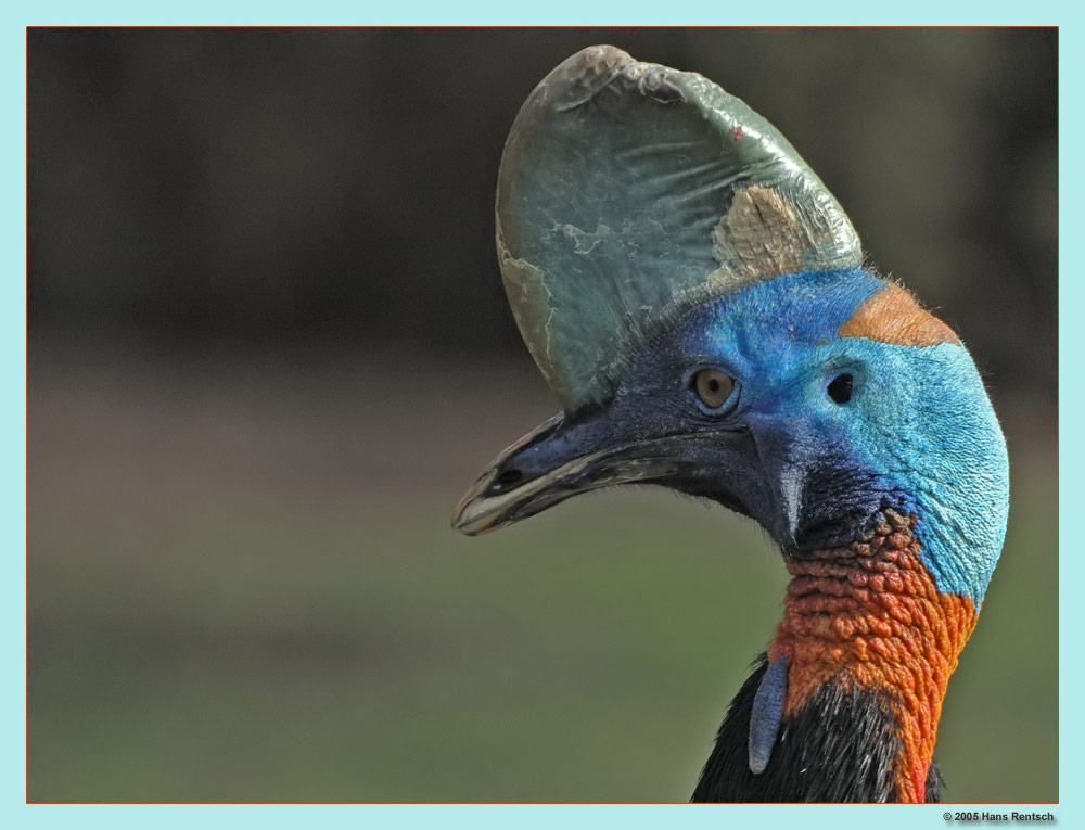 Rothalskasuar (Nord-Neuguinea)
In der Kultur der Papuas spielen die Kasuare eine grosse Rolle. Mit Pfeil und Bogen bewaffnet, mussten Jungen den Kampf mit einem Kasuar überstehen, um als Männer akzepziert zu werden. Die Küken werden oft in Dörfern aufgezogen: für 2 Kasuare kann der Papua eine Frau erwerben.
Schlüsselwörter: Rothalskasuar (Nord-Neuguinea)