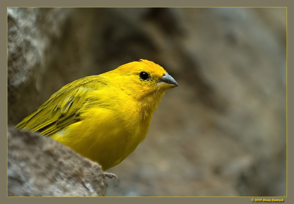 Safranfinke
Die Aufnahme entstand im Berliner-Zoo
Schlüsselwörter: Safranfinke; Vögel