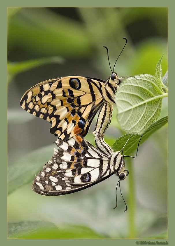Limetten Schwalbenschwanz
Schlüsselwörter: Schmetterling; Limetten Schwalbenschwanz