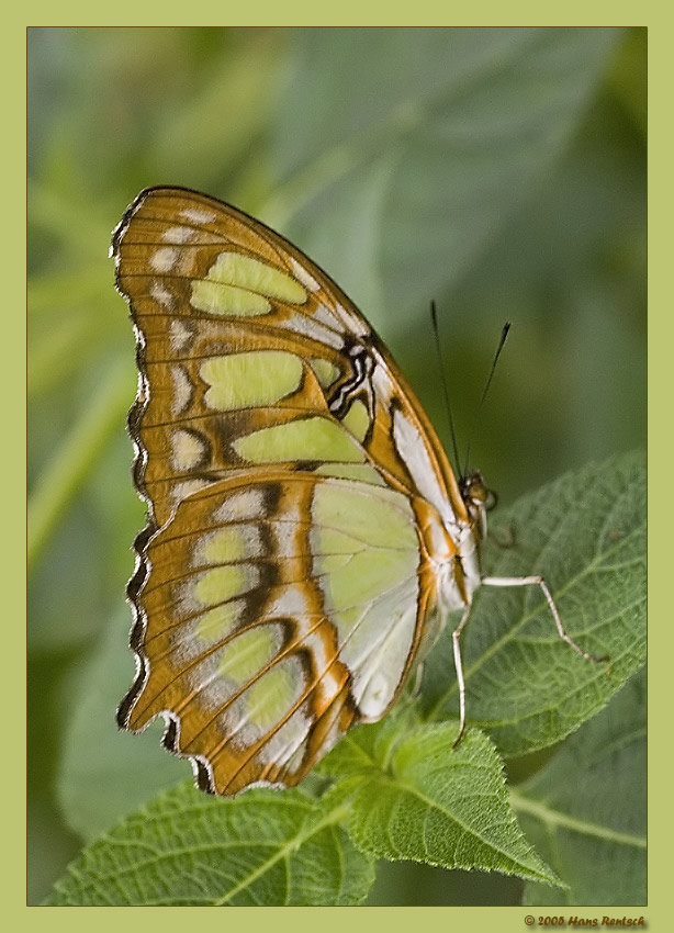 Afrikanischer Segelfalter
Aufnahme aus dem Papiliorama Kerzers
Schlüsselwörter: Schmetterling; Afrikanischer-Segler
