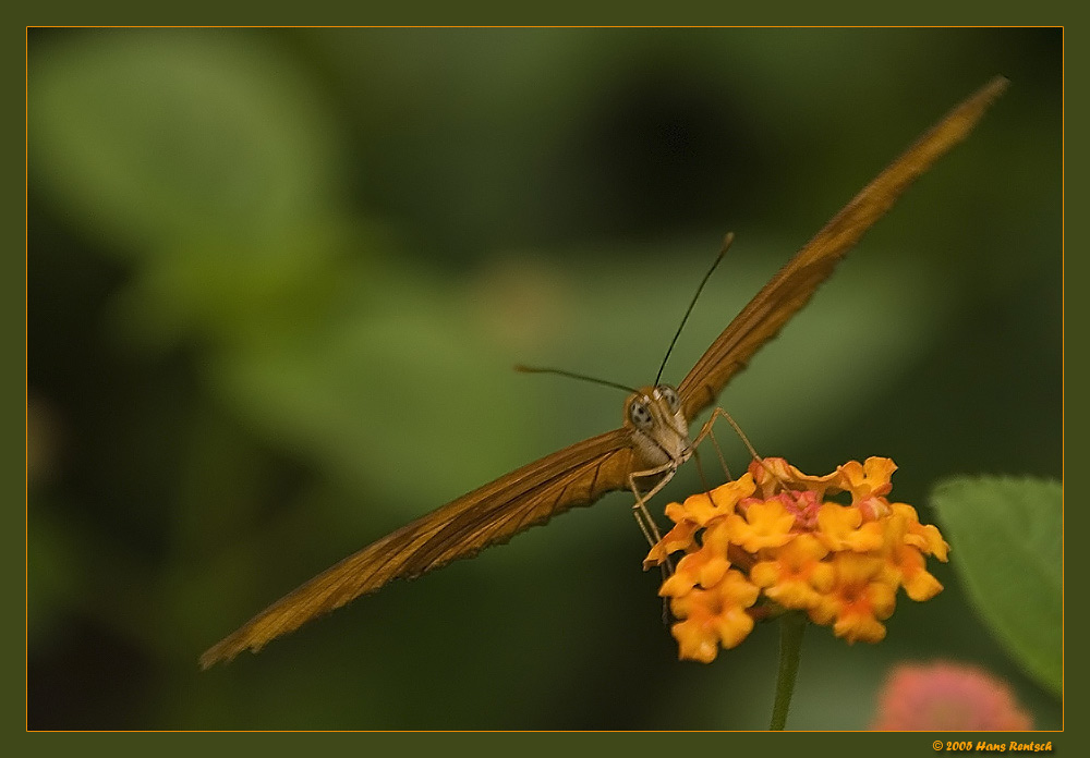 Rostroter Fleckenfalter vor dem Abflug
Aufnahme entstand gestern im Papiliorama Kerzers
Schlüsselwörter: Schmetterling; Rostroter Fleckenfalter