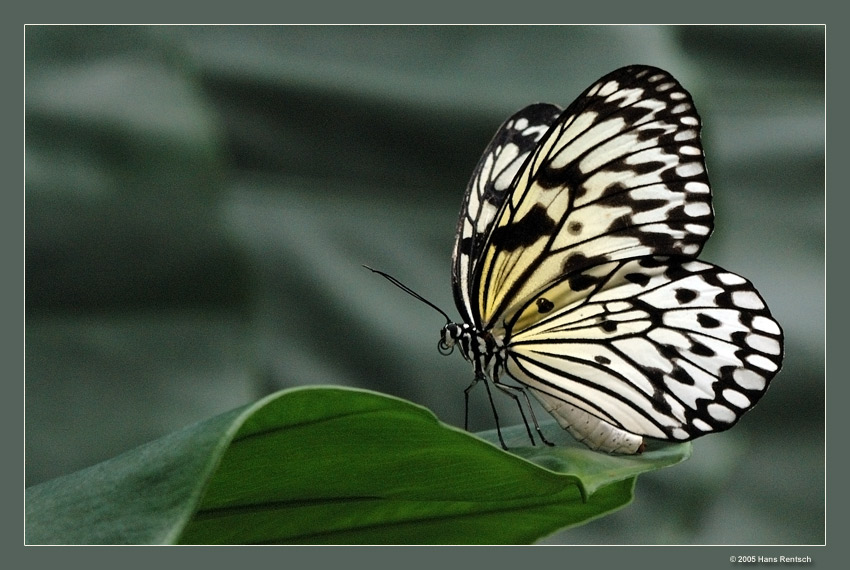 Ein weiteres Exemplar aus dem Papiliorama Kerzers
Kleine Baumnymphe
Schlüsselwörter: Schmetterling; kleine Baumnymphe