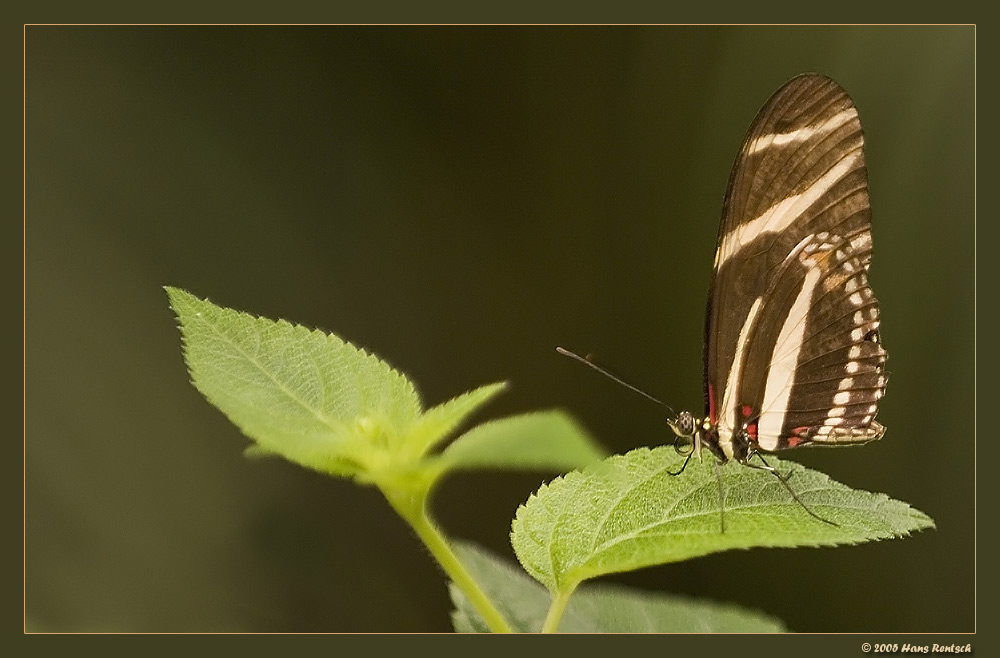 Blauer Pfau
Aus dem Papilorama Kerzers
Schlüsselwörter: Schmetterling; blauer Pfau