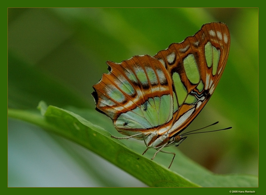 Zeigt sich von der besten Seite
Fotografiert heute im Papiliorama Kerzers
Schlüsselwörter: Schmetterling