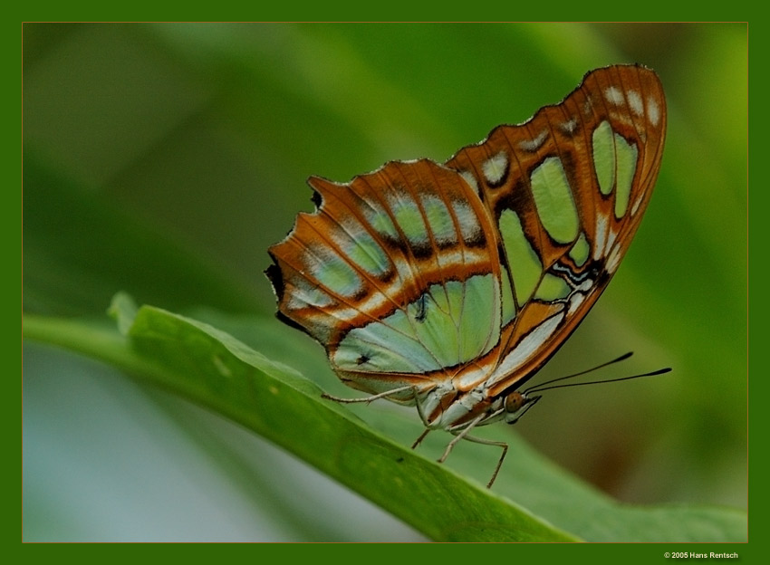 Zeigt sich von der besten Seite
Fotografiert heute im Papiliorama Kerzers
Schlüsselwörter: Schmetterling