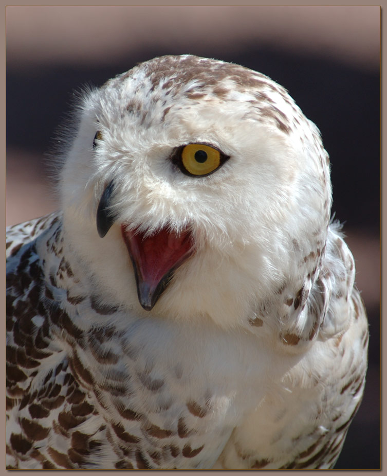 Schneeeule
Aufgenommen im Vogelpark Steinen / Deutschland
Schlüsselwörter: Schneeeule