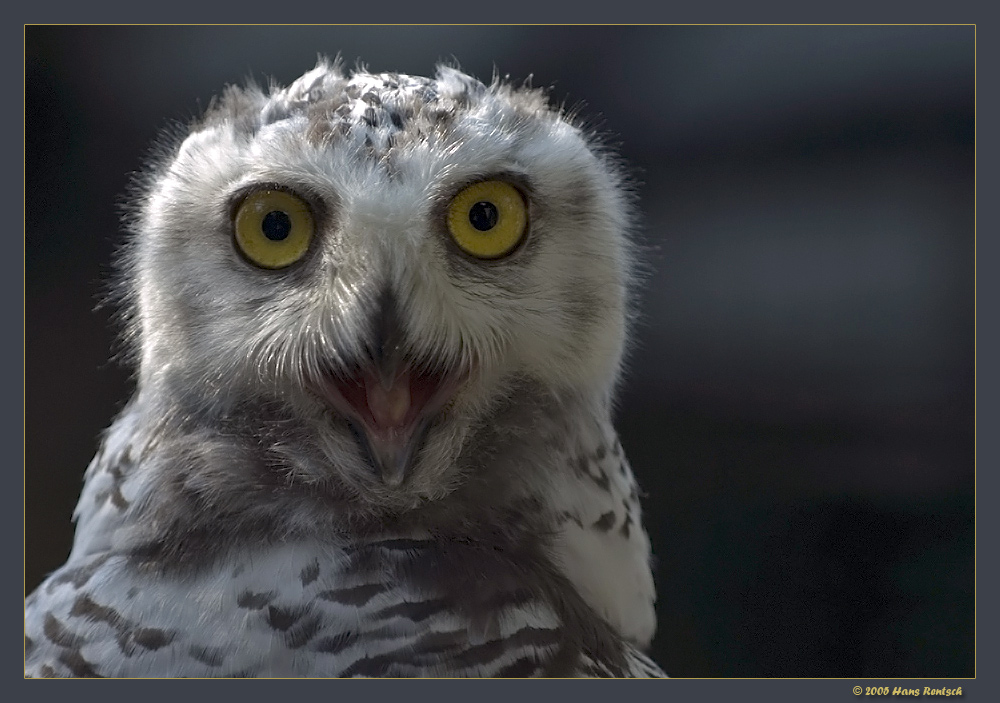 meckernder Jungvogel
Der Schneeeule hat es wohl nicht gepasst, dass ich sie fotografierte.
Schlüsselwörter: Schneeeule; Greifvogel