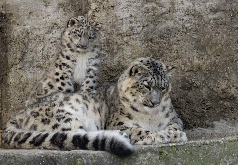 Neues aus dem Basler-Zoo
Ein junger Schneeleopard spielt mit seiner Mutter
Schlüsselwörter: Schneeleopard; Basler-Zoo