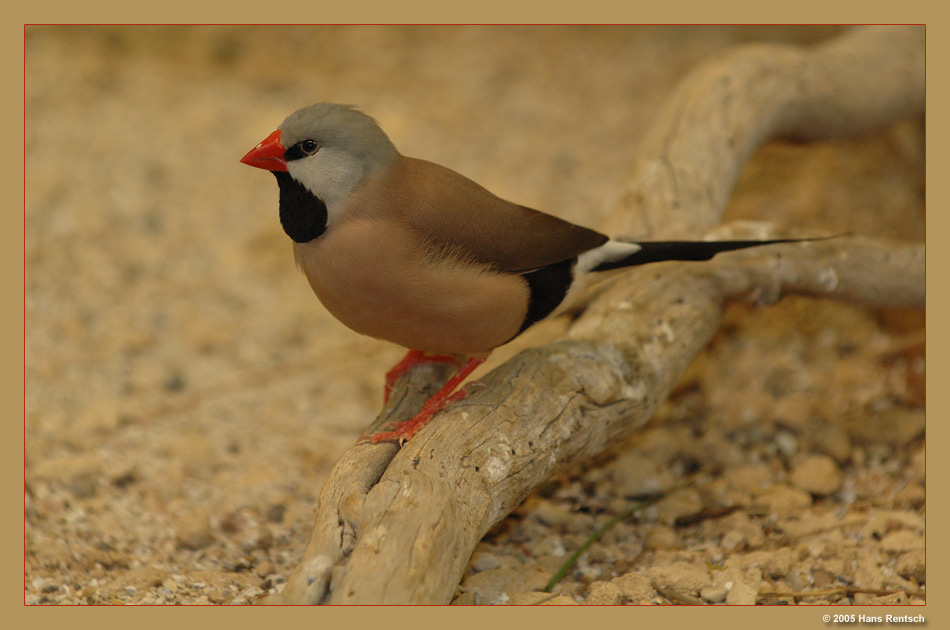 Spitzschwanzamadine
Schlüsselwörter: Spitzschwanzamadine