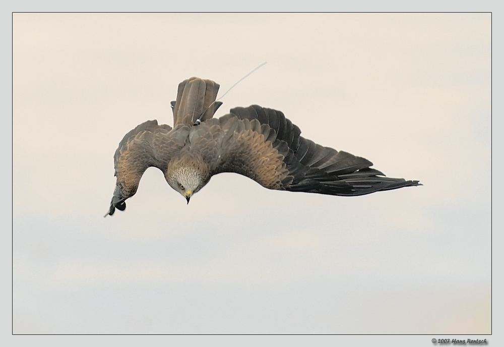 Sturzflug
Schlüsselwörter: Milan, La Voliere des Aigles