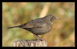 DSC_5329_amsel_cam.jpg