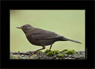 HRE_0200_amsel.jpg