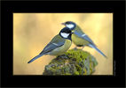 HRE_0419_Kohlmeise_naturfotog Kopie.jpg