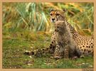 Dateiname=HRE_5057_gepard_fo.jpg
Dateigröße=138KB
Abmessungen: 1000x738
hinzugefügt am: 24. November 2007 HRE_5057_gepard_fo.jpg