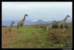 HRE_7243_giraffen_fo.jpg
