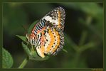 HRE_9305_schmetterling_fo.jpg