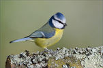 HRE_9877_blaumeise_r.jpg