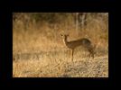 _HRE0785dik-dik_fo.jpg