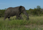 _hr21824_elefant_cam.jpg