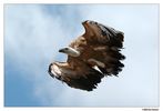 geier-im-Flug.jpg