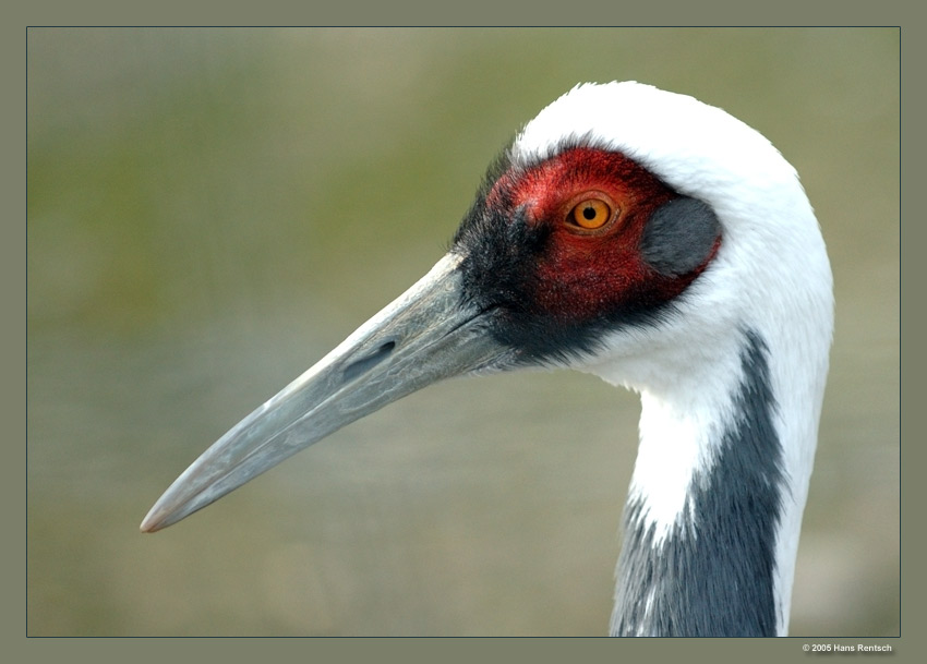 Kranich
Schlüsselwörter: Kranich