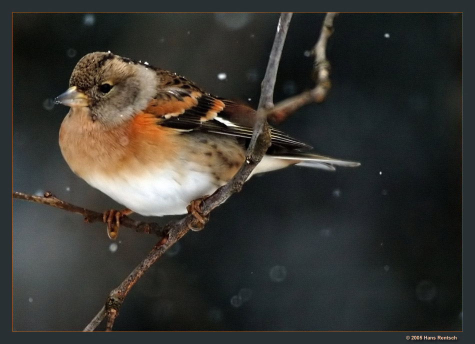Bergfink
Schlüsselwörter: Bergfink
