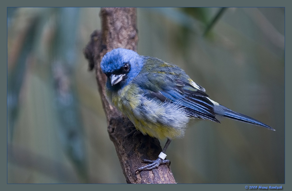 aus der Familie der Tangare
Aufgenommen im Berliner Zoo
Schlüsselwörter: Tangare; Exoten; Vögel