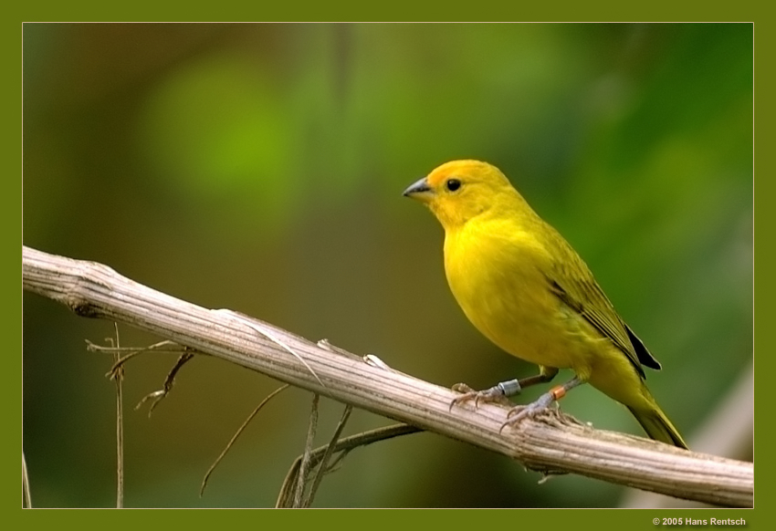 Vogel aus dem Zürcher Zoo

