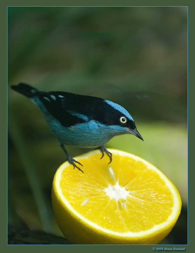 Maskenpitpit
Ich hatte diesen Vogel schon bei früheren Besuchen im Basler-Zoo ins Auge gefasst, leider klappte es nie. Am Sonntag hatte ich nun Glück und ich konnte den Maskenpitpit ablichten.
Schlüsselwörter: Vogel; Maskenpitpit
