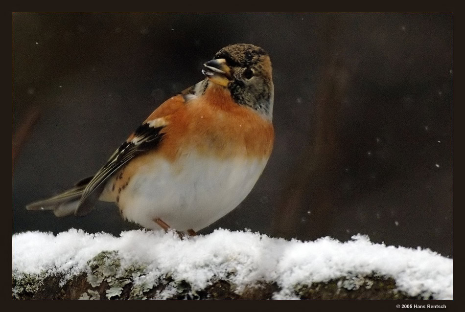 Bergfinken in unserem Garten
Bei uns flattern zur Zeit ca. 40 Bergfinken herum. Es hat zwei drei Männchen wie dieses die sehr stark gefärbt sind. Bild wurde nur ein wenig nachgeschärft.
Schlüsselwörter: Bergfinken