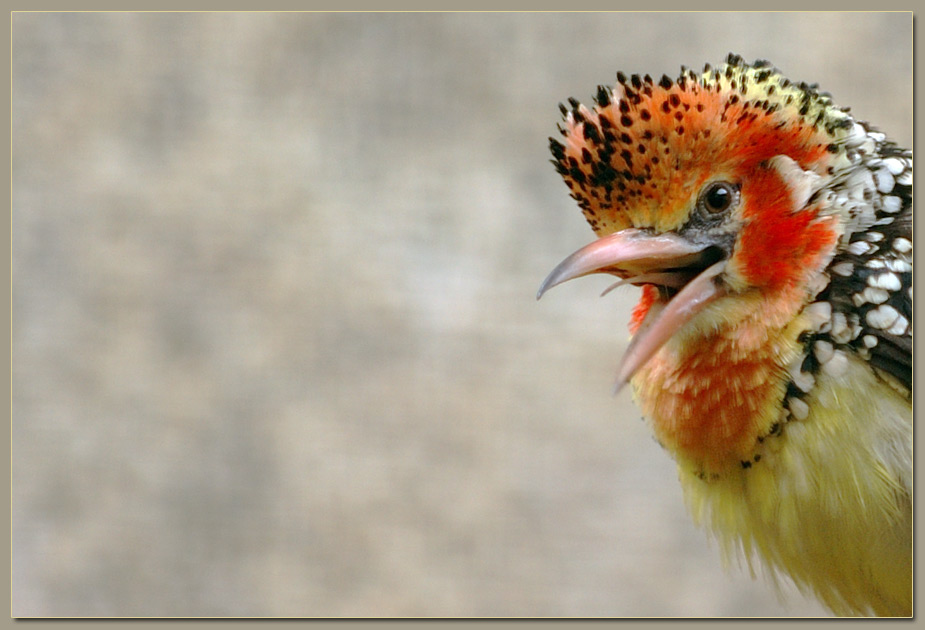 mecker...mecker
Der Flammenkopf-Bartvogel konnte einfach nicht anders :-)
Leider ist der Hintergrund etwas unruhig.

Schlüsselwörter: Flammenkopf-Bartvogel