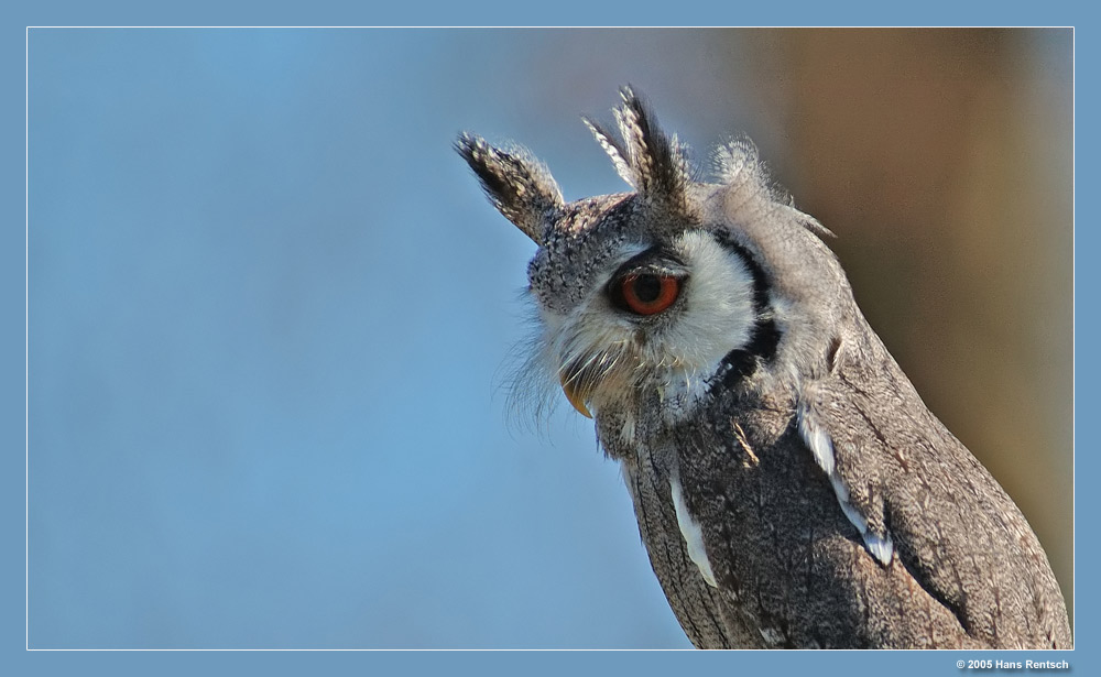 Der kleine Goliath
Eine kleine Weissgesichtseule bei der Flugvorführung in Walsrode
Schlüsselwörter: Weissgesichtseule
