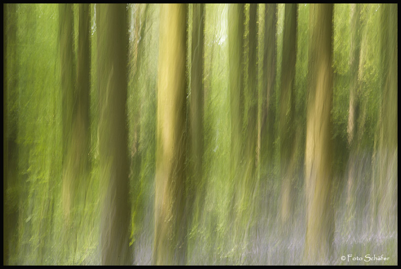 Hallerbos Belgien
Waldaufnahme mal ein wenig anders
