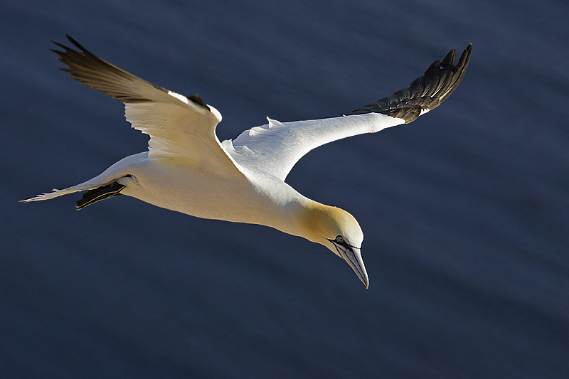 fliegender Basstölpel
Schlüsselwörter: bassana, basstoelpel, seevoegel, seevogel, sula, toelpel, voegel, vogel