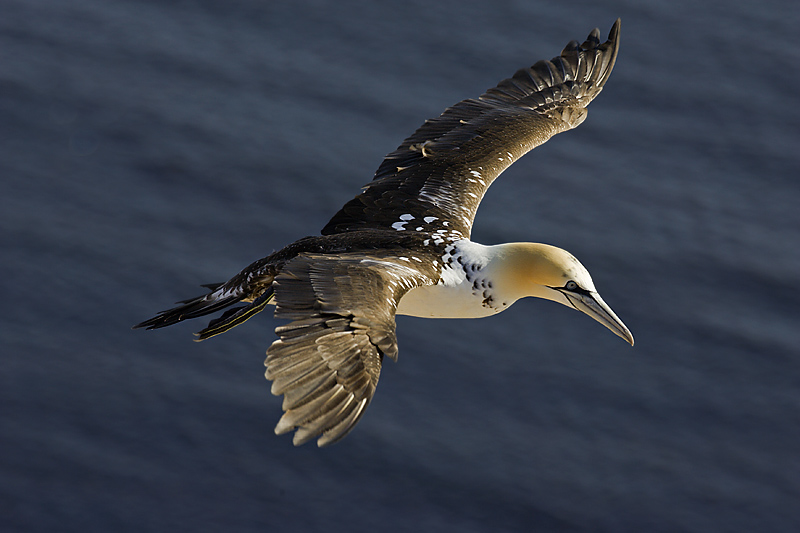 Fliegender junger Basstölpel
Die jungen Basstölpel verlieren jährlich mehr an dem brauenn gefieder, erst mit etwa 4 Jahren sind die braunen Stellen vollkommen weiss.

Schlüsselwörter: bassana, basstoelpel, seevoegel, seevogel, sula, toelpel, voegel, vogel