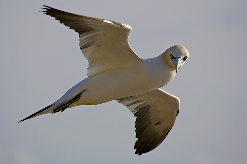 Basstölpel
Schlüsselwörter: bassana, basstoelpel, seevoegel, seevogel, sula, toelpel, voegel, vogel